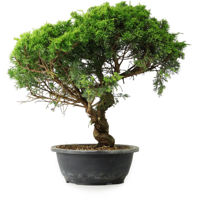 Juniperus chinensis Itoigawa, 39,5 cm, ± 15 años