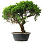 Juniperus chinensis Itoigawa, 39,5 cm, ± 15 Jahre alt