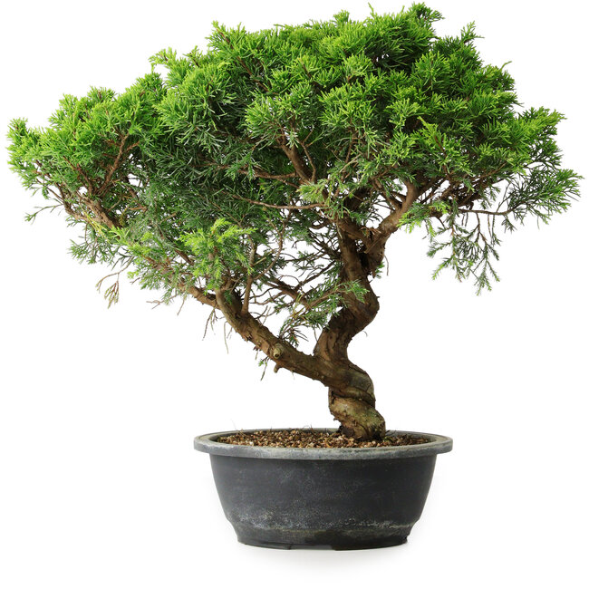 Juniperus chinensis Itoigawa, 39,5 cm, ± 15 ans