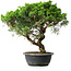 Juniperus chinensis Itoigawa, 39,5 cm, ± 15 Jahre alt