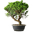 Juniperus chinensis Itoigawa, 39,5 cm, ± 15 Jahre alt