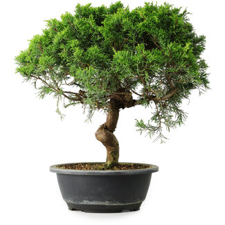 Juniperus chinensis Itoigawa, 35 cm, ± 15 ans