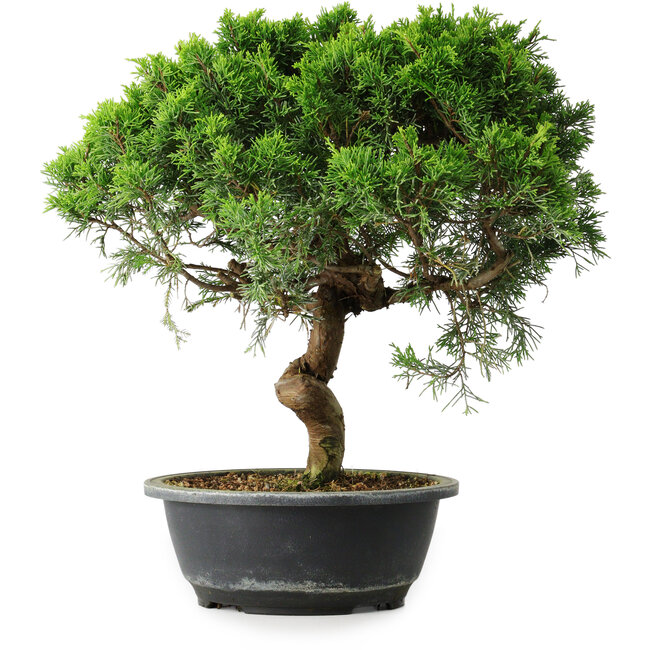 Juniperus chinensis Itoigawa, 35 cm, ± 15 ans
