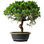 Juniperus chinensis Itoigawa, 35 cm, ± 15 ans