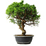 Juniperus chinensis Itoigawa, 39,5 cm, ± 15 Jahre alt