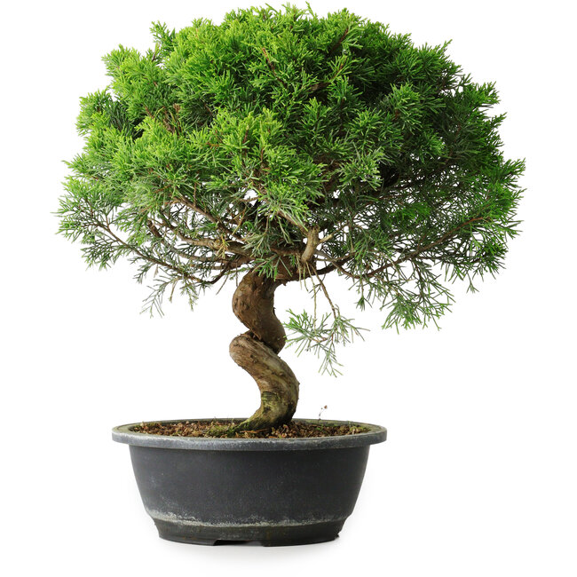 Juniperus chinensis Itoigawa, 35 cm, ± 15 Jahre alt