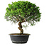 Juniperus chinensis Itoigawa, 35 cm, ± 15 anni