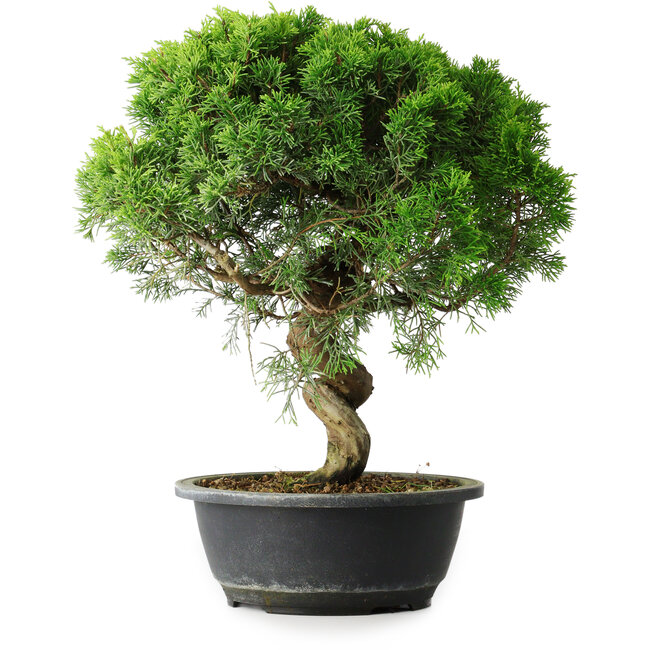 Juniperus chinensis Itoigawa, 35 cm, ± 15 años