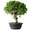 Juniperus chinensis Itoigawa, 35 cm, ± 15 ans