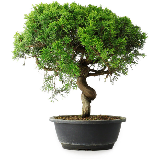 Juniperus chinensis Itoigawa, 35 cm, ± 15 años