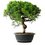 Juniperus chinensis Itoigawa, 35 cm, ± 15 ans