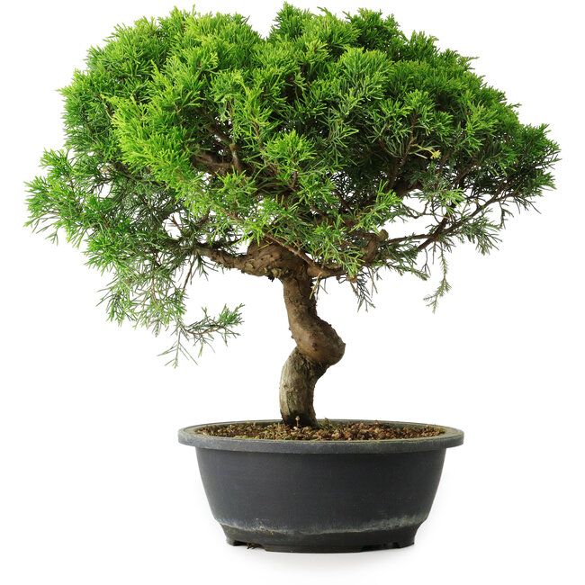 Juniperus chinensis Itoigawa, 35 cm, ± 15 años