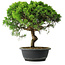 Juniperus chinensis Itoigawa, 35 cm, ± 15 ans