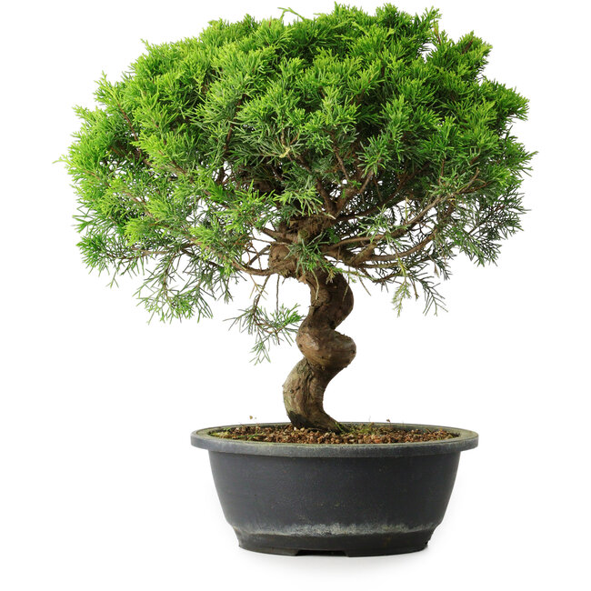 Juniperus chinensis Itoigawa, 35 cm, ± 15 años