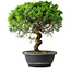 Juniperus chinensis Itoigawa, 35 cm, ± 15 ans