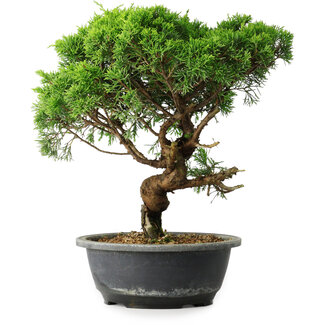 Juniperus chinensis Itoigawa, 33 cm, ± 15 ans