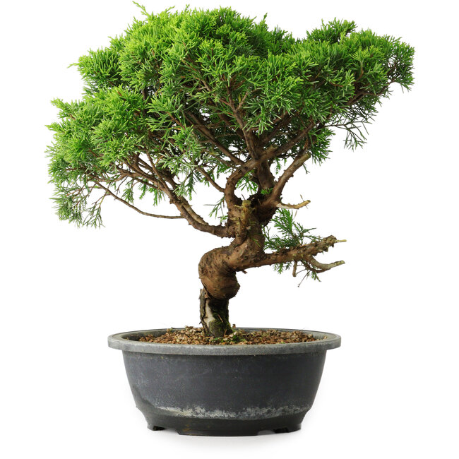 Juniperus chinensis Itoigawa, 33 cm, ± 15 ans