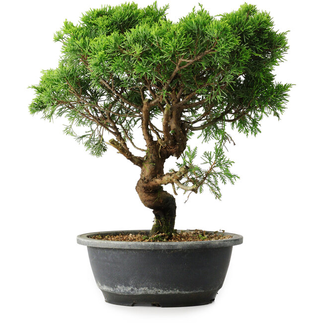 Juniperus chinensis Itoigawa, 33 cm, ± 15 ans