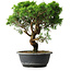 Juniperus chinensis Itoigawa, 33 cm, ± 15 ans
