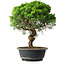 Juniperus chinensis Itoigawa, 35 cm, ± 15 ans