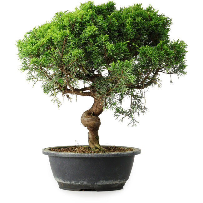 Juniperus chinensis Itoigawa, 35 cm, ± 15 años