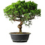 Juniperus chinensis Itoigawa, 35 cm, ± 15 years old