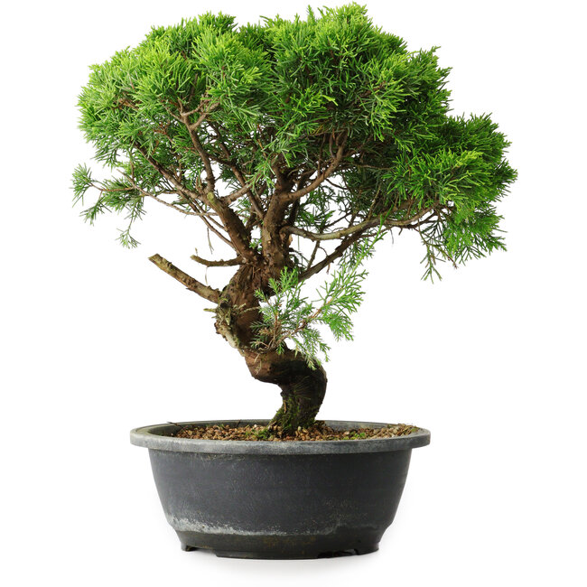 Juniperus chinensis Itoigawa, 33 cm, ± 15 years old
