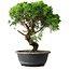Juniperus chinensis Itoigawa, 33 cm, ± 15 years old