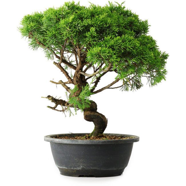 Juniperus chinensis Itoigawa, 33 cm, ± 15 jaar oud