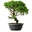 Juniperus chinensis Itoigawa, 33 cm, ± 15 ans