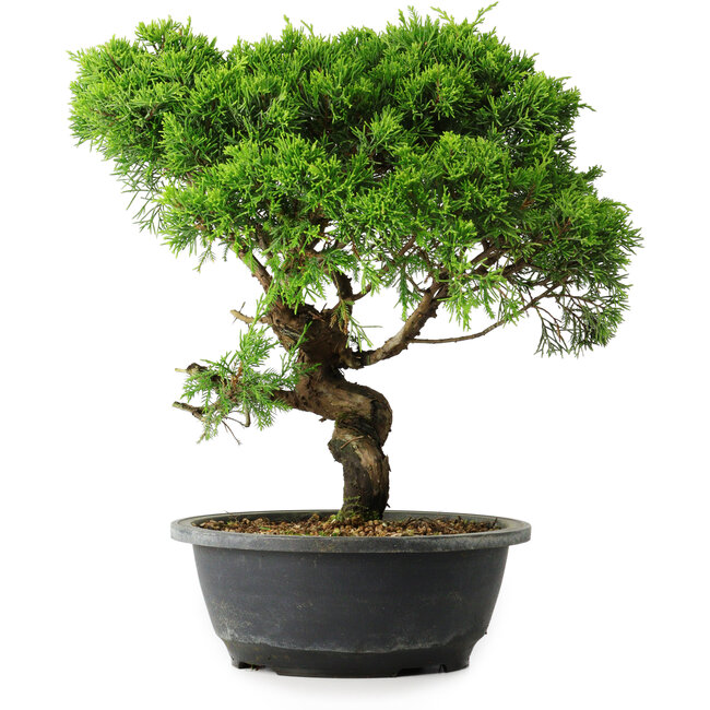 Juniperus chinensis Itoigawa, 33 cm, ± 15 años