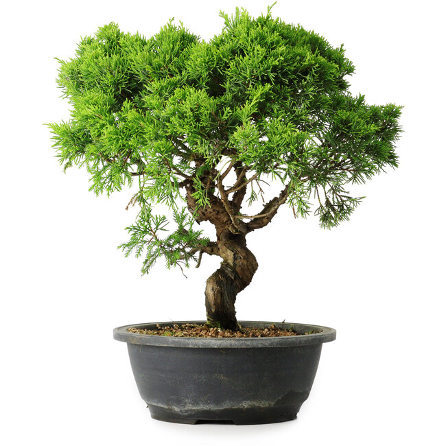 Juniperus chinensis Itoigawa, 33 cm, ± 15 años