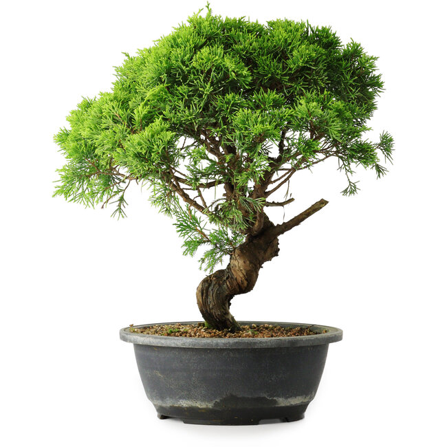 Juniperus chinensis Itoigawa, 33 cm, ± 15 años