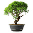 Juniperus chinensis Itoigawa, 33 cm, ± 15 years old
