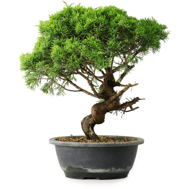 Juniperus chinensis Itoigawa, 33 cm, ± 15 years old