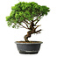 Juniperus chinensis Itoigawa, 33 cm, ± 15 ans