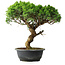 Juniperus chinensis Itoigawa, 36 cm, ± 15 ans