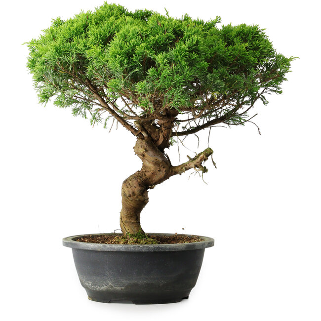 Juniperus chinensis Itoigawa, 36 cm, ± 15 ans