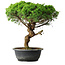 Juniperus chinensis Itoigawa, 36 cm, ± 15 ans