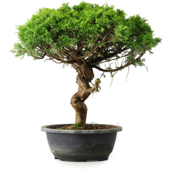 Juniperus chinensis Itoigawa, 36 cm, ± 15 ans