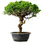 Juniperus chinensis Itoigawa, 36 cm, ± 15 years old