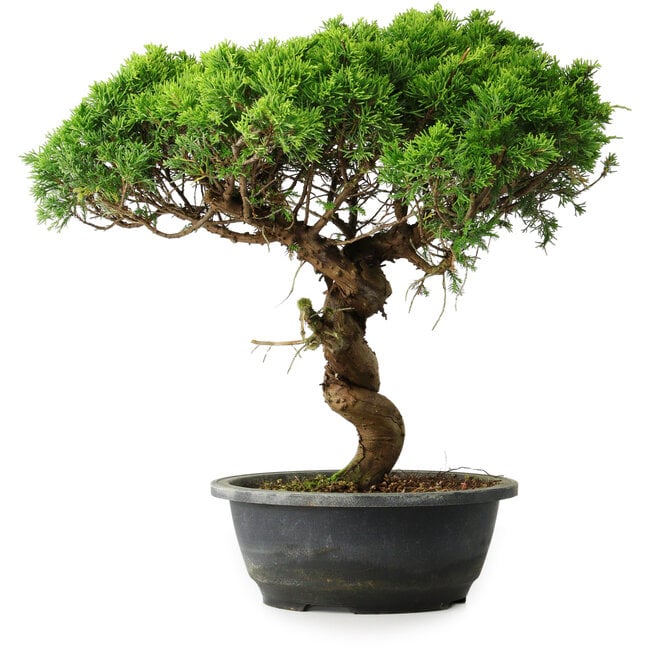 Juniperus chinensis Itoigawa, 36 cm, ± 15 ans