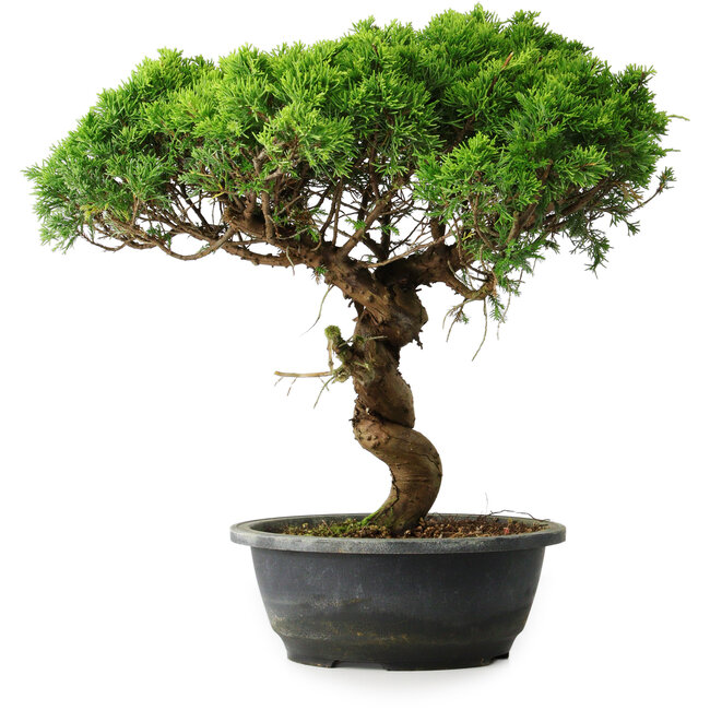 Juniperus chinensis Itoigawa, 36 cm, ± 15 years old