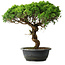 Juniperus chinensis Itoigawa, 36 cm, ± 15 years old