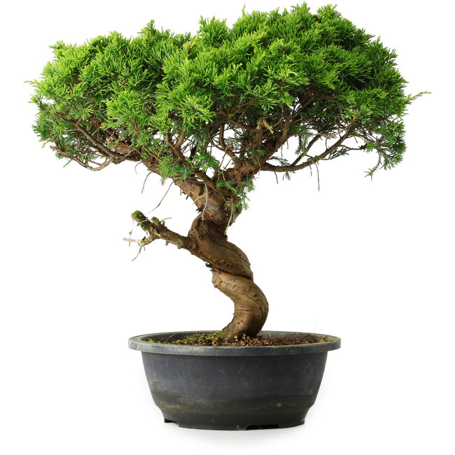 Juniperus chinensis Itoigawa, 36 cm, ± 15 Jahre alt
