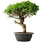 Juniperus chinensis Itoigawa, 36 cm, ± 15 ans