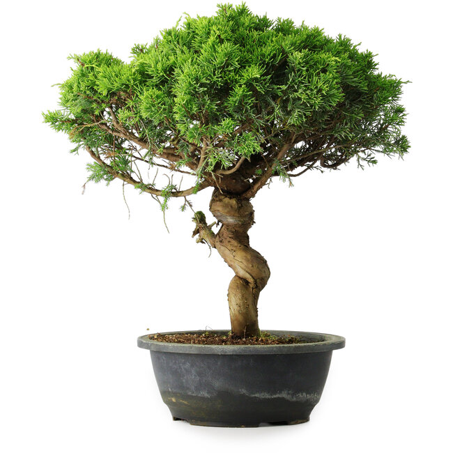 Juniperus chinensis Itoigawa, 36 cm, ± 15 years old