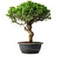 Juniperus chinensis Itoigawa, 36 cm, ± 15 anni