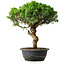 Juniperus chinensis Itoigawa, 36 cm, ± 15 years old