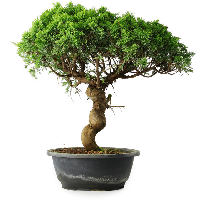 Juniperus chinensis Itoigawa, 36 cm, ± 15 anni
